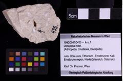 Foto (Objekt + Etiketten) von Decapoda indet. (NHMW-GEO-1990-0041-0435)